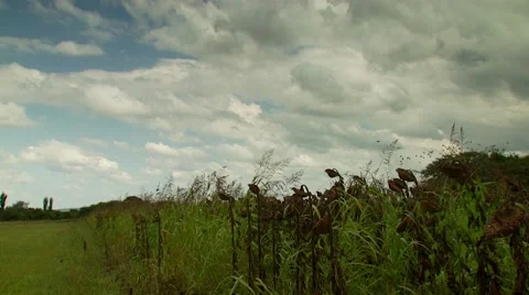 Flock of doves flying over sunflower field Stock Footage 54591774