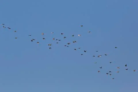 Flock of doves flying in sky Stock-Fotos