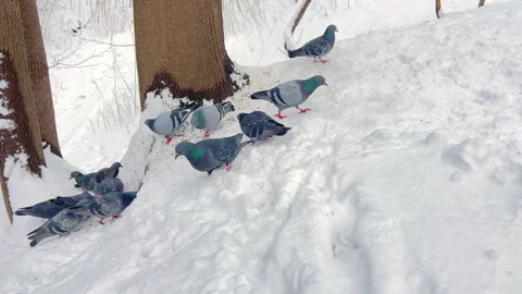 A flock of doves Stock Footage 306396615