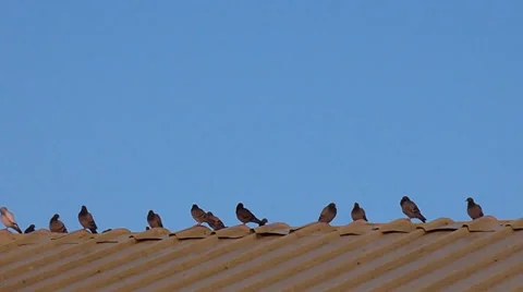 Flock of doves on the roof Stock Footage 39478536