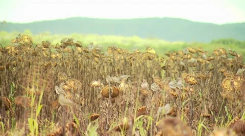 Flock of doves in sunflower field Stock Footage 54591762