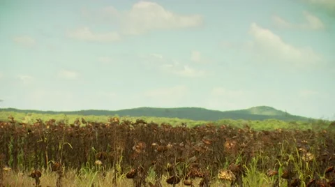Flock of doves in sunflower field Stock Footage 54591764