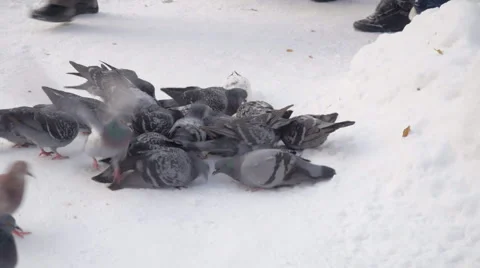 Flock of doves in winter garden. The boy catches the dove. Stock Footage 43009406