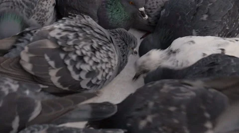Flock of doves in winter garden. Close up. Stock-Footage 43009356