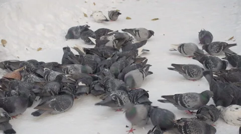 Flock of doves in winter garden Stock Footage 43009161