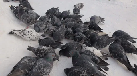 Flock of doves in winter garden Stock Footage 43009194