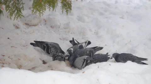 Flock of doves in winter garden. Stock Footage 43009254