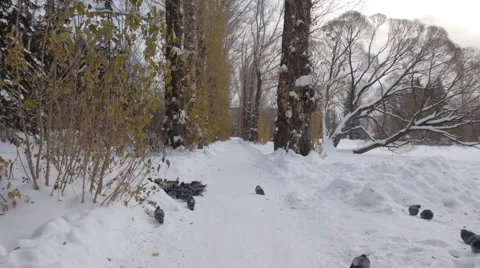 Flock of doves in winter garden Stockbeeldmateriaal 43009271