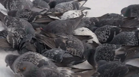 Flock of doves in winter garden Stock Footage 43009319