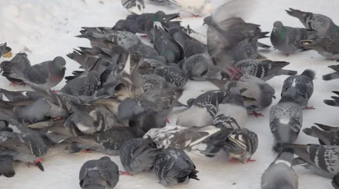 Flock of doves in winter garden Stock Footage 43009326