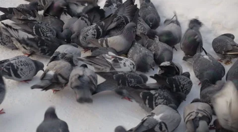 Flock of doves in winter garden Stock Footage 43009375
