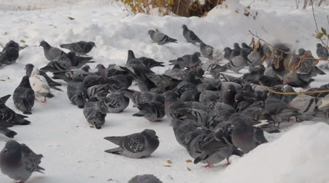Flock of doves in winter garden Stock Footage 43009471