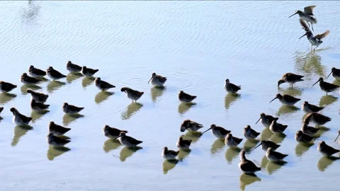 Flock of dowitcher birds wading in shallow blue water Stock Footage 243682883