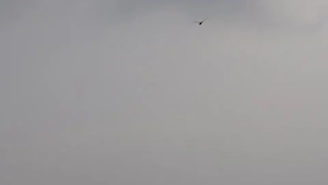 A flock of dragonflies are flying in the cloudy sky Stock Footage 314578686