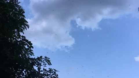 Flock of dragonflies flying Stock Footage 143709217