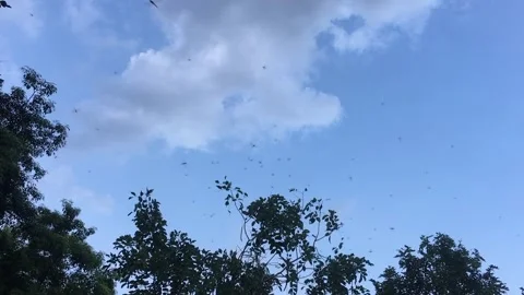 Flock of dragonflies flying Stock Footage 143709221