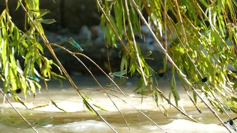 A flock of dragonflies sits on branches. Stock Footage 117858097