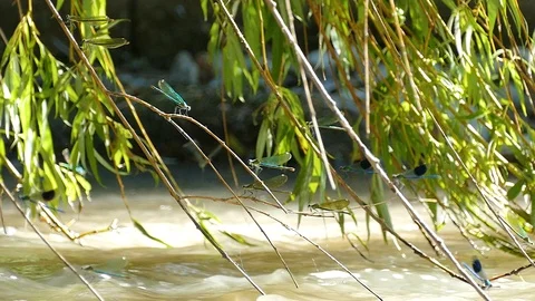 A flock of dragonflies sits on branches lowered to the water. 스톡 동영상 117858183