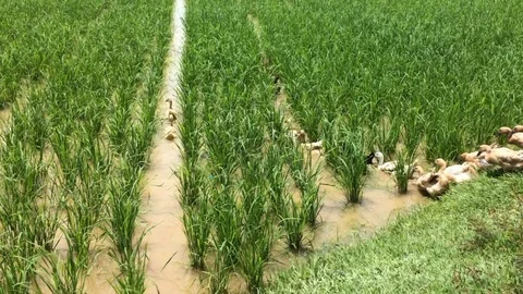 A flock of duck in paddy fields Stock Footage 101472204