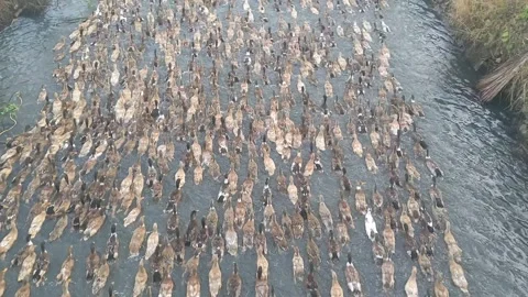 A flock of duck swimming through a small stream Stock-Footage 274527000
