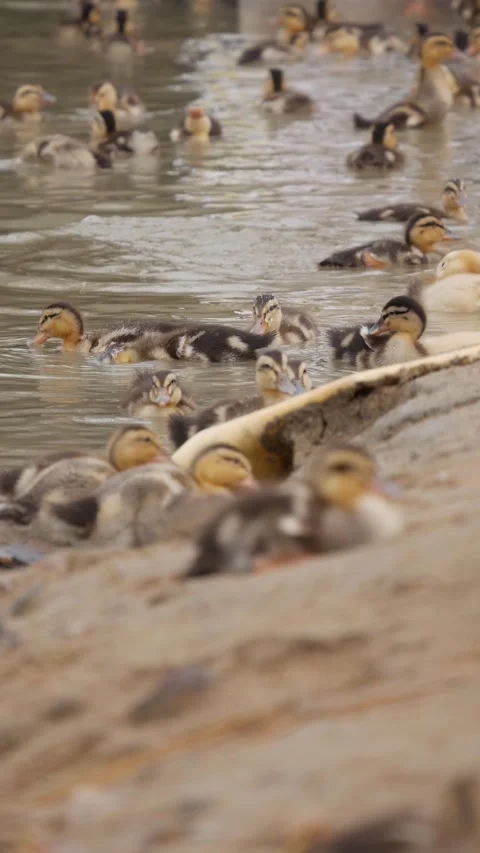 A flock of ducklings and young ducks swims near the shore of a pond on a duck fa Stock Footage 343707440