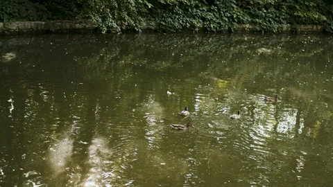 A flock of ducklings swim together Stock Footage 261432143