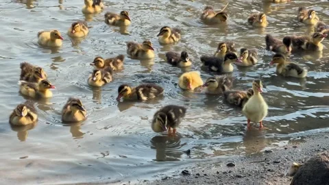 A flock of ducklings swims across the surface of a farm pond while spreading 库存影片 333910285