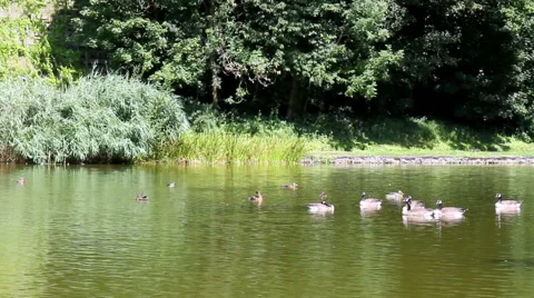 Flock of ducks and geese resting on the pond in park. Stock Footage 41639113