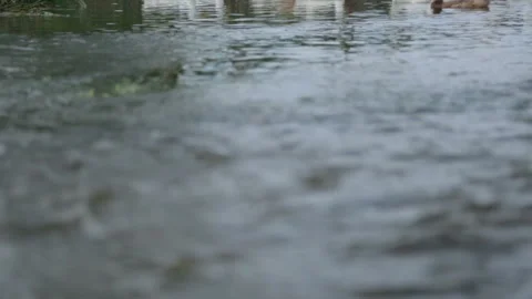 Flock of ducks and geese on a river Stock-Footage 100763009