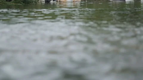 Flock of ducks and geese on a river Video stock 100763162