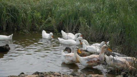 Flock of ducks and geese on a river Video stock 100763764