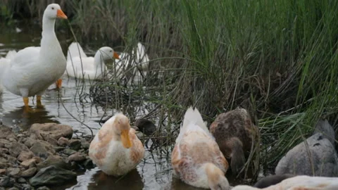 Flock of ducks and geese on a river Stock Footage 100763869