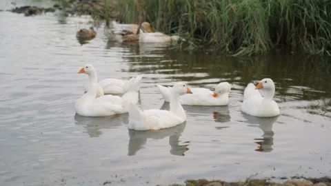 Flock of ducks and geese on a river Stock Footage 100763908