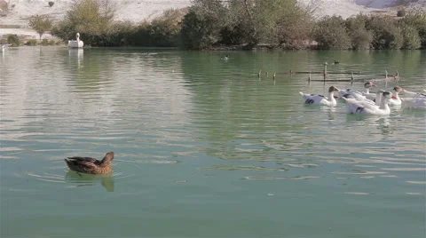A flock of ducks and gesses are swimming on the pond Stock Footage 68928509