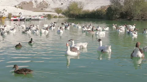 A flock of ducks and gesses are swimming on the pond Stock Footage 68929009