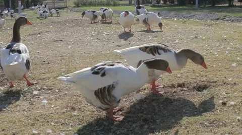 A flock of ducks and gesses are walking on a green meadow Stock Footage 68930168