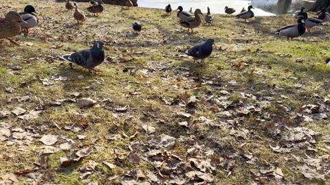 A flock of ducks and pigeons feed by the pond, city park birds Stock-Footage 330606373