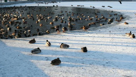 A flock of ducks and pigeons rest on a freezing pond in the Park. Stock Footage 144978724