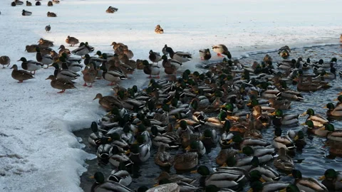 A flock of ducks and pigeons rest on a freezing pond in the Park. The water is Stock Footage 145219768