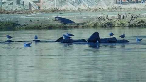 Flock of ducks and seagulls in the river Stock Footage 264771799