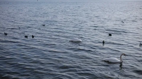 Flock Of Ducks And Swan Floating Above Water Stock Footage 103400669