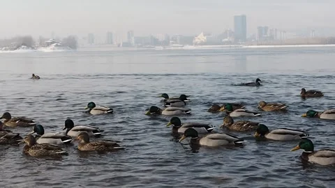 A flock of ducks are swimming in the river in winter. Stock Footage 148004591