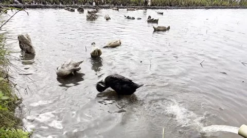 A flock of ducks bathing in a rice field pond in the morning. Video stock 329141359