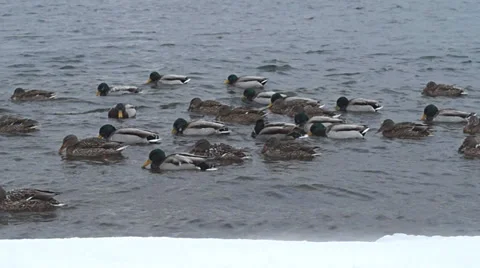 A flock of ducks bobbing on the waves of cold winter Stock Footage 38130913
