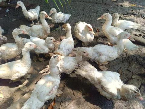A flock of ducks in a cage. Stock Photos