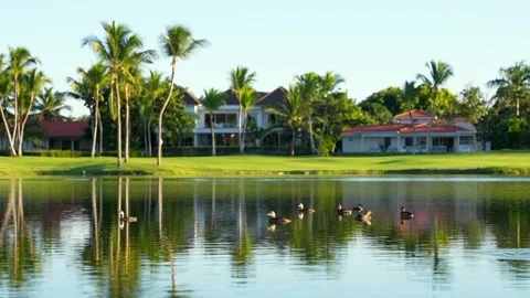 A flock of ducks on a calm water surface of the artificial pond Stock Footage 169153590