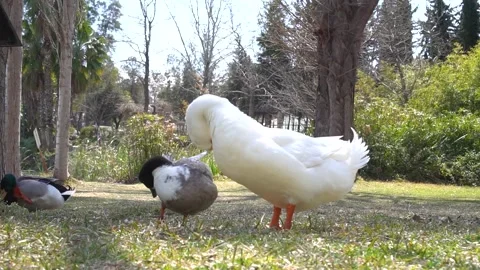 A flock of ducks clean their feathers in the park. Stock Footage 176331139
