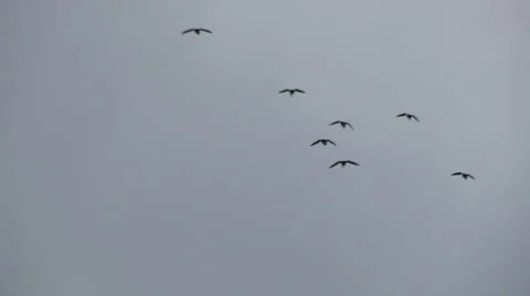 Flock of Ducks coming in for a Landing Stock Footage 48062541