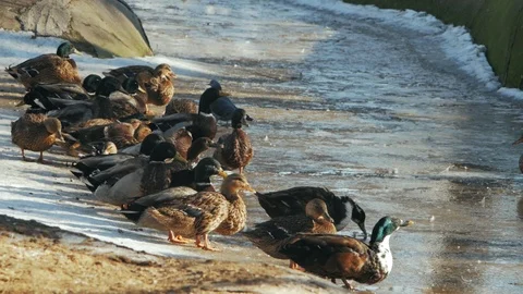 A flock of ducks drinking water on a frozen pond.winter watering place Stock Footage 101824371