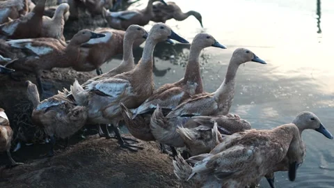 A flock of ducks at the edge of a puddle Video stock 263832440